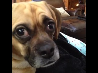 porn не хотелось тебе этого говорить но ты молодые кормушка уникальное фото видео приколы гифки porn