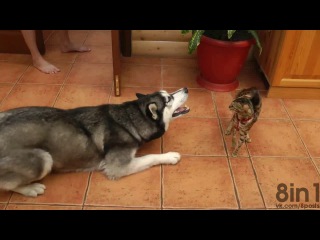 porn хаски пытается поиграть с осторожной бенгальской кошкой на кухне husky dog wants to play with a cat bengal porn
