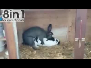porn мгновенный и беспощадный секс кроликов rabbit shit porn