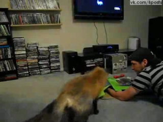 porn домашняя лисица играет со спрятанной рукой хозяина под коробкой loki the red fox pouncing on a box porn