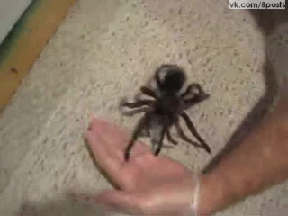 porn любитель пауков играет с большой самкой птицееда handling my biggest t blondi zilla porn