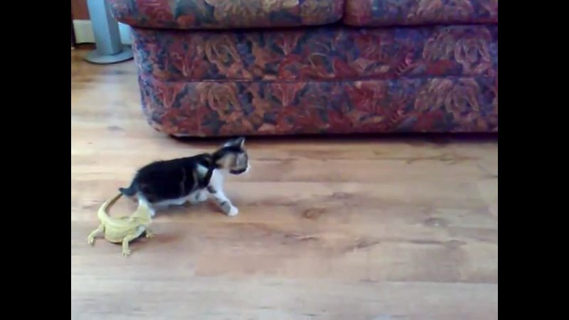 porn непревзойдённо с котёнком и двумя ящерицами porn