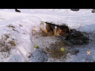 porn полицейские разбираются в обстоятельствах происшествия в микрорайоне амурский 2 porn