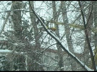 porn на аллее возле колпашевского почтамта началось купирование тополей porn