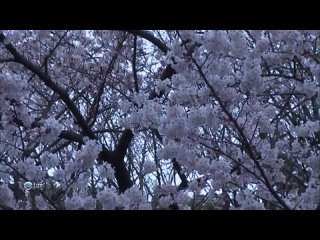 porn открытая азия япония токио japan tokyo 2008 документальный фильм porn