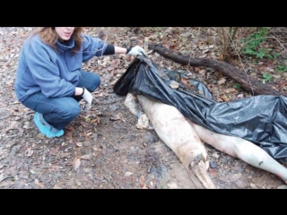 porn ферма мертвых реальная история the dead body farm интересные факты porn