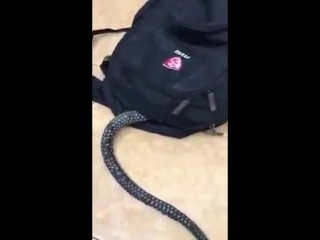 porn ужас страшное видео змея заползла в рюкзак детям не смотреть шок супер прикол видео не секс не порно 18 porn