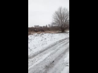 porn видео от частная конюшня старица porn