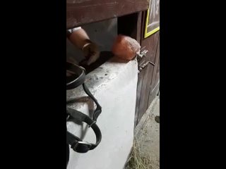 porn видео от частная конюшня старица porn