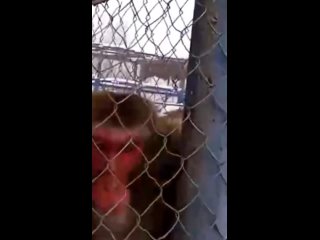 porn японский макака яша большой любитель полакомится бананчиками porn