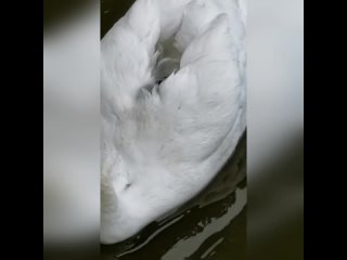 porn удобненько малышам и тепло возле мамы porn
