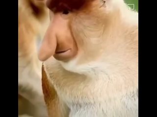 porn редкая и очень необычная обезьяна носач porn