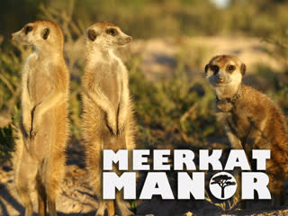 porn поместье сурикатов meerkat manor сезон 1 серия 3 некоторые любят погорячее some like it hot porn