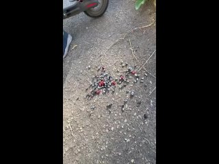 porn снимают колпачки тренд tiktok поймал двоих хулиганов с поличным подпишись mp4 porn