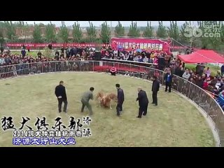 porn собачьи бои чемпионат в китае 2014 бандог vs сао алабай porn