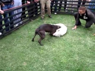 porn собачьи бои питбуль albania kennels nexhi ch 3xw zhumpo porn