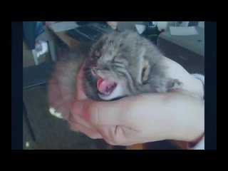 porn новорожденные котята оказались сюрпризом для хозяина porn