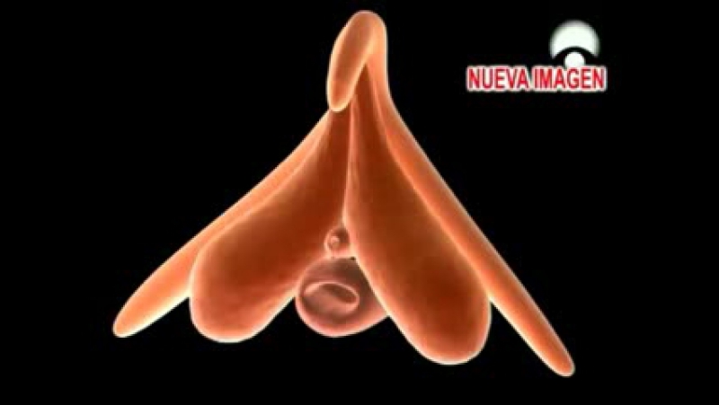 porn строение клитора как устроен клитор секс 18 не порно porn