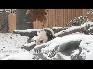 porn панда кайфует от выпавшего снега а вы давно ли потеряли чутье к настоящей жизни porn