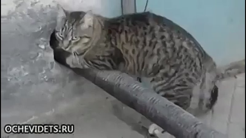 porn котэ взломщик анекдот прикол камеди комедии клаб петросян ржака смешно задорнов порно анал секс сэкс драка сиськи porn