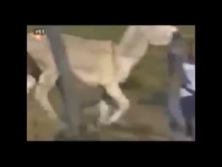 porn ишак отимел азера под гимном азербайджана 18 mp4 porn