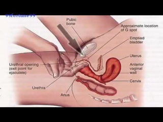 porn где находится точка g и стимуляция точки low porn