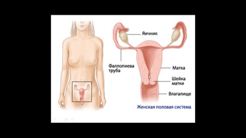 porn женская анатомия или где в молодые находятся бабочки porn