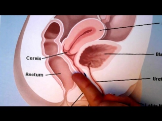 porn how to make your girl squirt the g spot orgasm explained porn