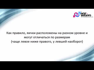 porn урок 8 мужская половая система строение и особенности porn