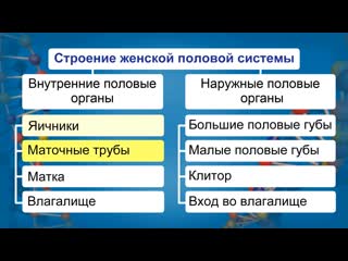 porn строение половой системы человека видеоурок по биологии 8 класс porn
