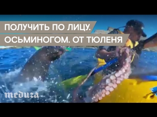 porn получить по лицу осьминогом от тюленя porn