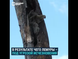 porn мадагаскарские лемуры оказались на грани исчезновения porn