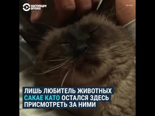 porn японец 18 лет ухаживает за брошенными после аварии на фукусиме кошками porn