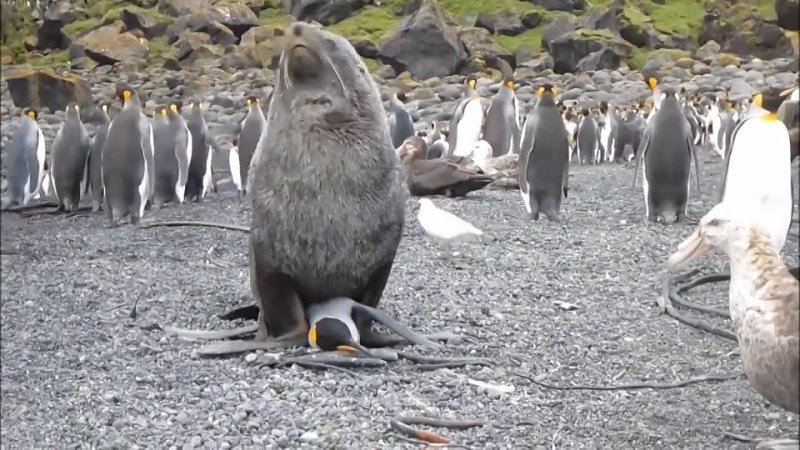 porn antarctic fur seal sexually coerces king penguin как тюлень любил пингвина45 мин porn
