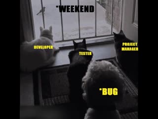porn wen suddenly a bug enter in a program while finalization reactions developer tester pm porn