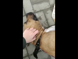 porn привязали к дереву цепью и оставили умирать шокирующая история в новороссийске porn