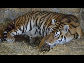 porn редчайшие кадры тигрица рожает rare video tigress giving birth to a cub porn