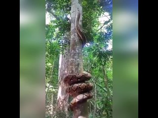 porn испугались может надо громче кричать porn