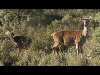 porn дикая иберия 3 я серия осень wild iberia 2014 hd porn