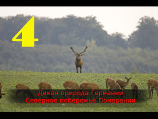 porn дикая природа германии северное побережье померании 2011 porn