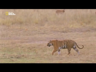porn увлекательная зоология тигры носороги и голые землекопы nat geo wild hd porn