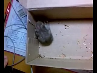 porn а вот и секс хомяков лешенька все специально для тебя porn