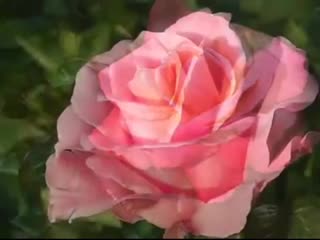 porn поздравление с днем рождения нежная песня и красивые розы porn