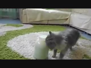 porn молочка захочешь и крышку откроешь porn