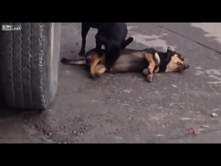 porn собачки ебуться шок порно зоофилися мясо драка дом2 дота варкрафт фочан двач секс трах жопа сиськи хуй черная porn