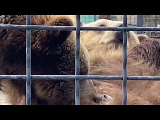 porn верблюжонок и мама в теплом домике а медвежонок пьет молоко porn