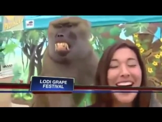 porn monkey touch breasts обезьянке понравилась грудь репортерши porn