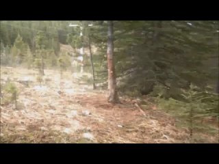 porn мужика съели медведи не успел залезть на дерево ужасное видео для взрослых категории порноpick up porn
