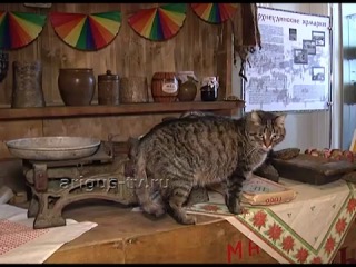 porn ценный сотрудник в музее истории улан удэ отметили 18 летие работы кота самуэля porn