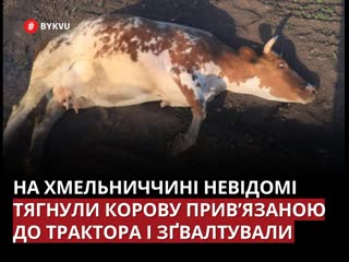 porn тянули привязанной к трактору и молодые в хмельницкой области неизвестные поиздевались над коровой porn